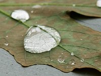 Maple Leaf with rain drops